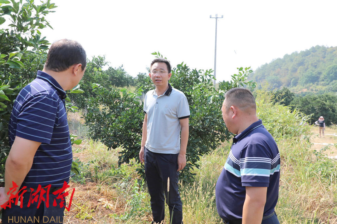彭洪兵到乡镇调研指导脐橙抗旱和病虫害防治工作_邵阳头条网